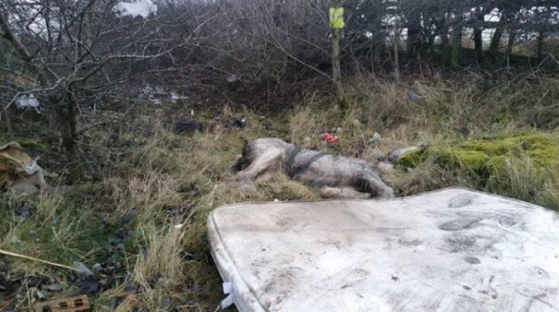 Other image for Probe after dead horses dumped at roadside
